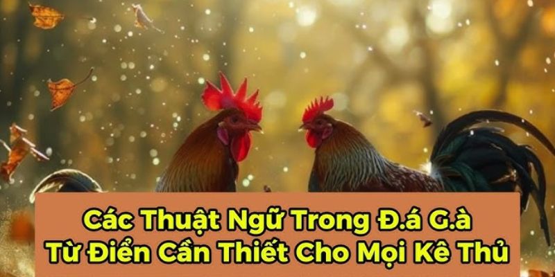Những thuật ngữ cơ bản trong đá gà