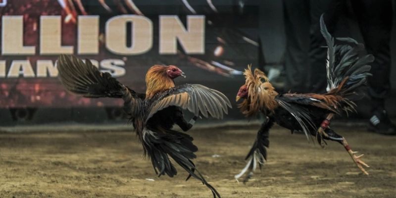 Hướng dẫn cách chấp tiền gà chọi tại King88