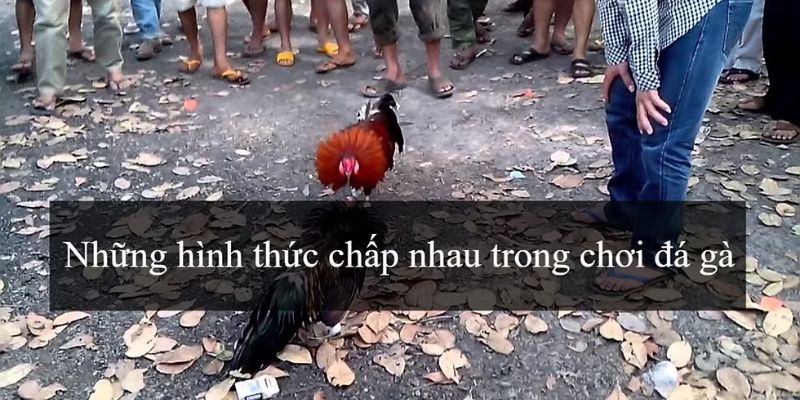 Luật cược và cách tính tỷ lệ thắng