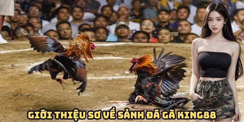 Tìm hiểu sức hút của đá gà trực tuyến tại King88